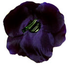 CLAMA FLOARE MARE A851-4
